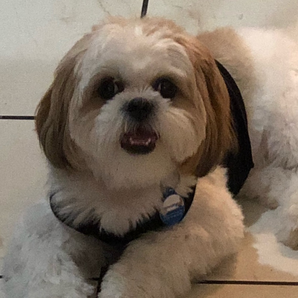 Meet your Posher, Dora